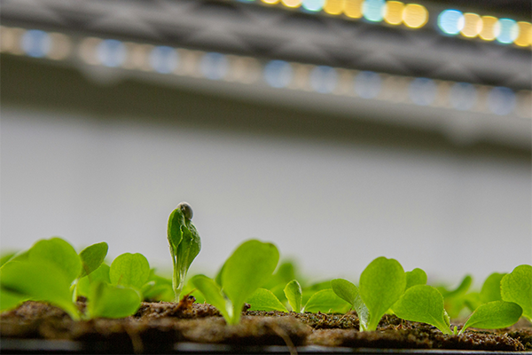 Young green seedlings growing under artificial lights.