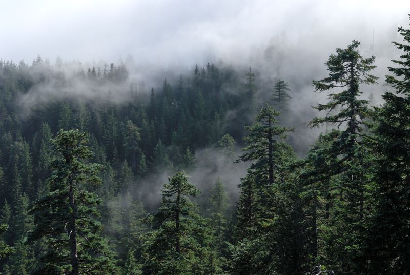 Pine trees coated with fog