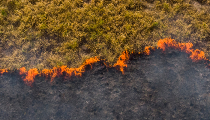 A forest burning